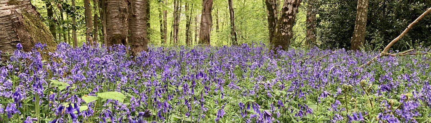 Carpet of bluebells with lower pats of tree trunks behind, in woods in Chartridge