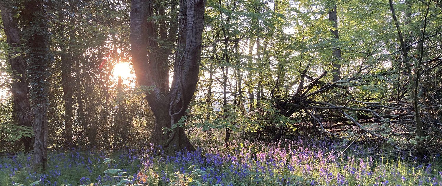 Carpet of bluebells with low sun shining through tree trunks behind