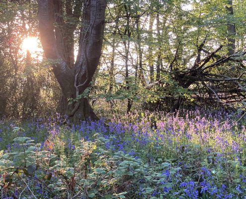 Sun shining through the trees and across a carpet of bluebells, at sunset, in woods in Chartridge