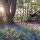 Sun shining through the trees and across a carpet of bluebells, at sunset, in woods in Chartridge