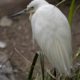 Little egret by river side, it has all white feathers and a black beak.