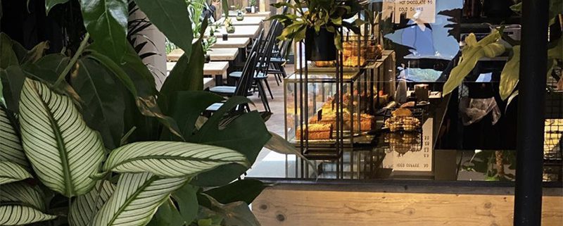 Interior of Roots cafe, wooden tables, counter with cakes, and big plant in foreground