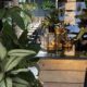 Interior of Roots cafe, wooden tables, counter with cakes, and big plant in foreground