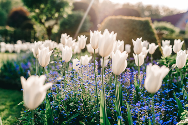 Display of white tulips
