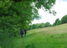 Adult and children walking along edge of park near woodland