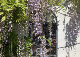 wisteria overhanging a mirror on a white painted wall outdoors