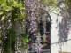 wisteria overhanging a mirror on a white painted wall outdoors