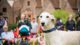 Image of dog in foreground, with people and manor house behind