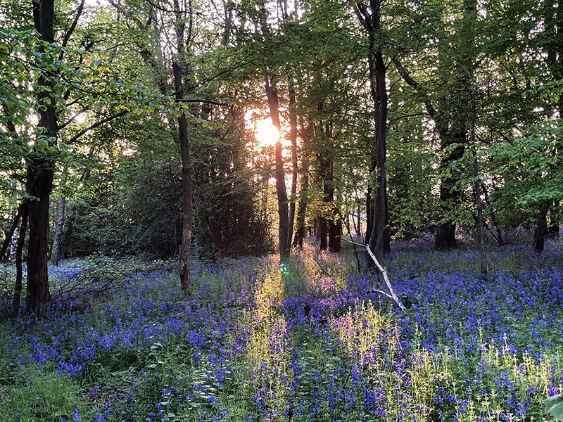 View across a carpet of bluebells, sun through trees, at sunset, Chartridge