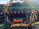 Pumpkins on display in autumn sun and with christmas trees gronwing behind