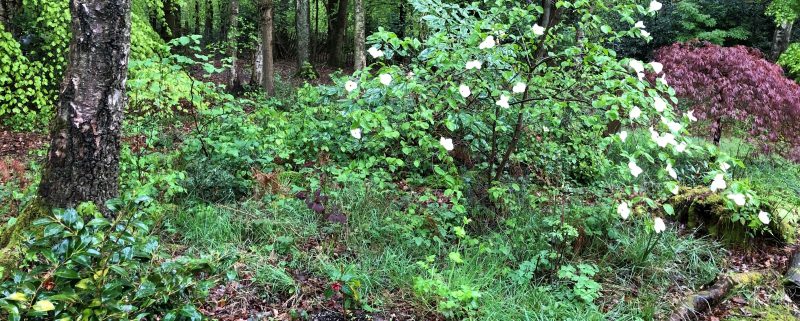 shrubs in flower with woodland behind