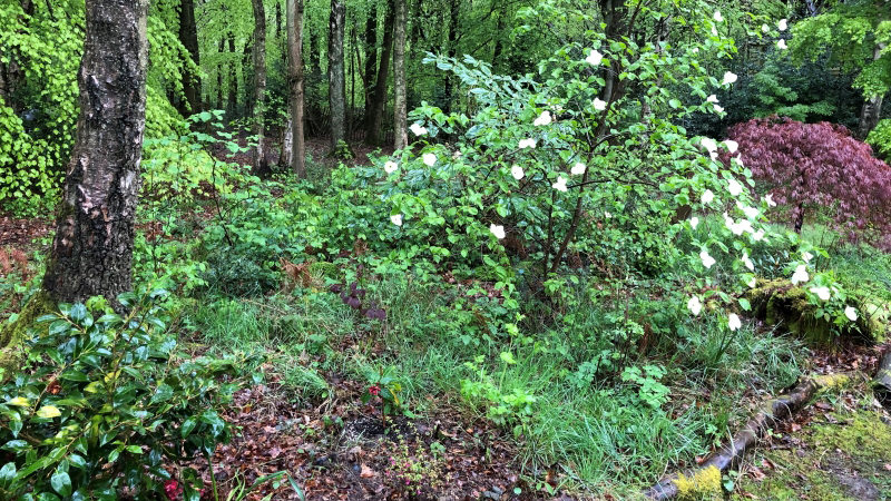 shrubs in flower with woodland behind