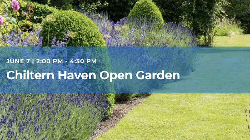 shrubs and lavender bushes bordering a neat mowed area of lawn