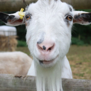 Close up of goat's face