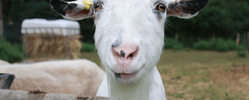 Close up of goat's face