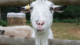 Close up of goat's face