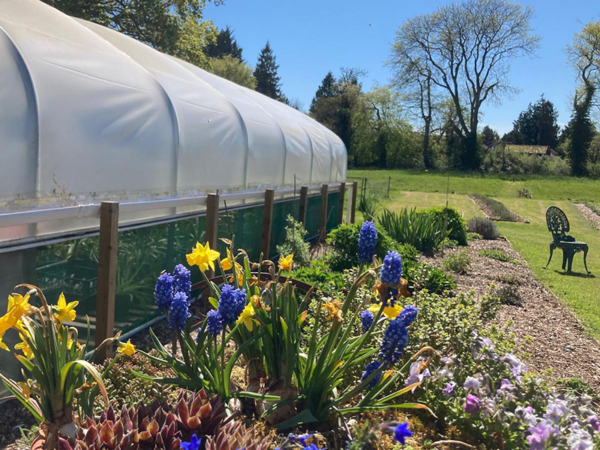 large polytunnel on the left with grape hyacinth and daffodils in flower in the foreground