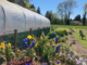large polytunnel on the left with grape hyacinth and daffodils in flower in the foreground